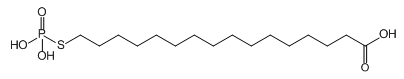 チオホスホネート アルキルホスホン酸 アルキルリン酸 金属酸化物表面 ホスホン酸 アルキルホスホン酸誘導体 アルキルチオホスホネート thiophosphonate phosphoric acid phosphonate